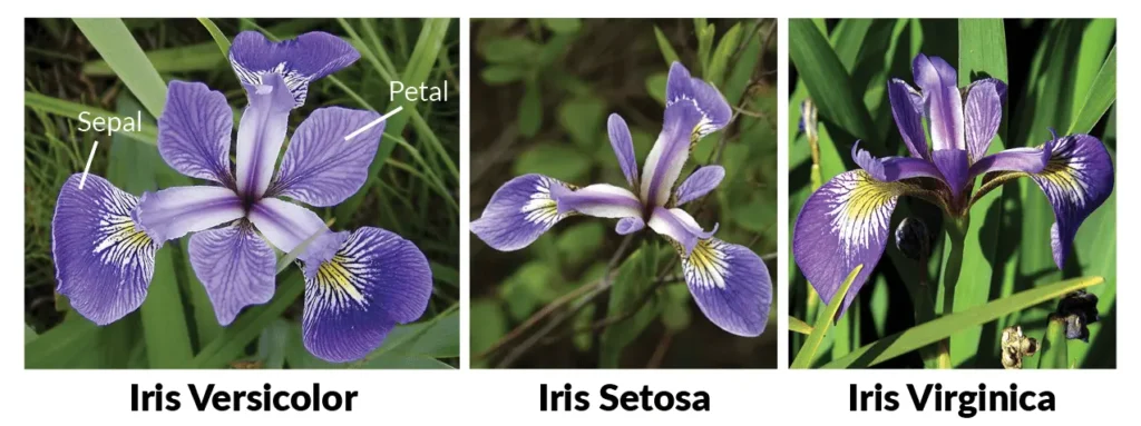 iris data